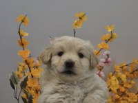 Maltipoo yavrum 55 günlük