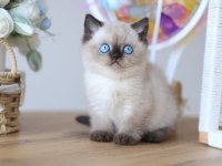 En Nadide Çikolata Point British Shorthair 