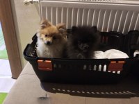 3 Aylık Pomeranian Sahiplendirme
