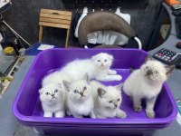 2 Scottish fold 3 british yavrularımız