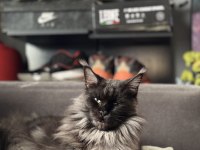 Saf kan şecereli maine coon yavruları