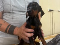 A+ Plus Doberman Yavrularımız