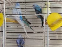 Yavru Muhabbet Kuşlar