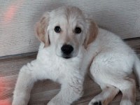 Golden Retriever Luna Kızımızı Sahiplendiriyoruz