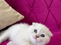 Safkan scottish fold yavrumuz