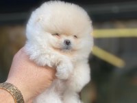 Yavru pomeranian köpeğimiz