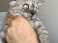 Show Kalite Safkan British Shorthair Yavrular