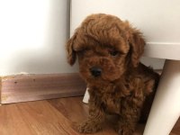TOY POODLE RED BROWN