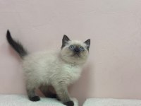 KOCA KAFA KEDİLER AA KALITE SAFKANDIR