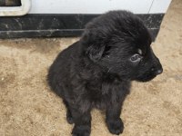 ANKARA - ORJİNAL German Shepherd Working Line