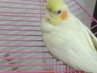 Lutino erkek 5 aylık sultan papağanı