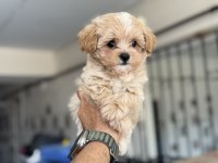 Show kalite kore maltipoo yavrularımız