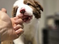 Showline border collie yavrumuz