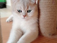 Şecereli golden erkek british shorthair kedime eş arıyorum