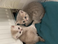 4 tane scottish kedi yavrusu 2 dişi ve 1 erkek