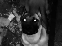 7 aylık presa canario
