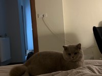 Erkek british shorthair