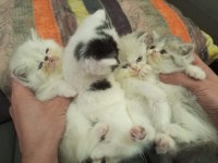 Sağlıklı exotic shorthair yavrularımız
