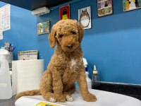 DEV POODLE ERKEK
