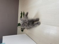 British longhair 3 aylık çok tatlı bir bebek