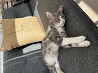 Acil yuva aşılı kısır 7 aylık kedimiz