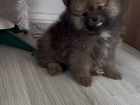 Evde büyümüş pomeranian yavruları