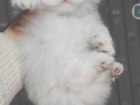 British longhair kedisi