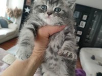 BRİTİSH SHORTHAİR SİLVER TABBY