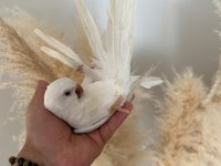 8 Aylık Albino Monk Papağanı