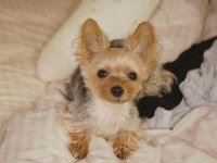 Gold Silver Renk Yorkshire Terrier