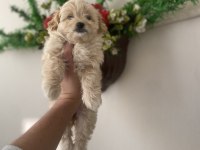Maltipoo bebek yeni yuvasını arıyor