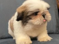 Muhteşem erkek shih tzu yavru