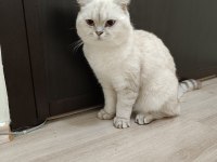 Eş ilanı scottish fold silver point oğlum