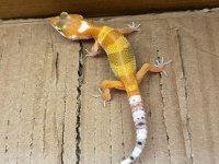 Kalp desenli leopard gecko