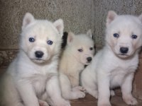 Kar Beyaz Mükemmel Husky Yavrularımız