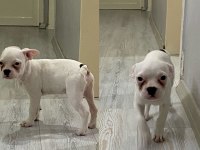 3 AYLIK SAFKAN FRENCH BULLDOG BEBEKLER