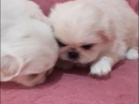 imperial pekinez köpeği