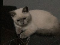 British shorthair blue point dişi