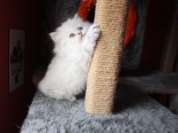 6 kardeş british longhair yavrular yeni ailelerini arıyor