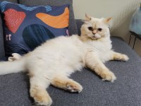 5 Yaşında Kısırlaştırılmış British Longhair