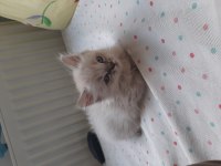2 aylık british shorthair
