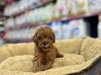 TOY POODLE DİŞİ YAVRUMUZ TEACUP