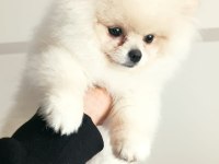 Pomeranian teacup 4 aylık
