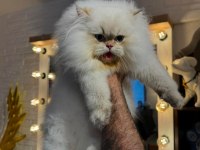 Şampiyon Annenin British Longhair Şecereli ve Çipli