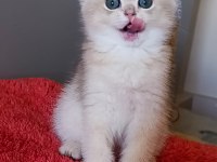 Blue golden dişi yavru british shorthair