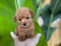 Toy Poodle Bebek Köpekler Referans Yavru