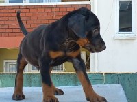 Teslime hazır Doberman İlk aşısı yapıldı