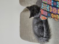 4 aylik erkek british longhair kendisi gibi ismi de Yumak