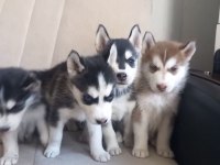Husky Bebekler