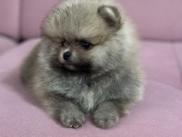 Pomeranian boo